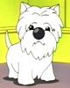 EP 5 - West Highland Terrier - Puppy at the Happy Kennel *** filhote no Happy Kennel