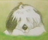 Sheepdog - animation - UK *** Desenho britânico